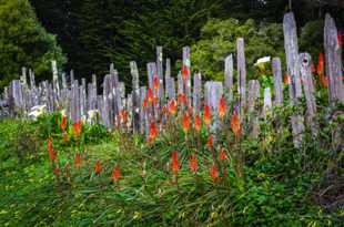 Fence & Flowers-2883